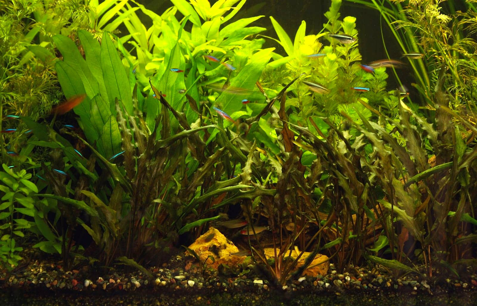 A wall of dense green aquarium stem plants filling the frame from substrate to surface, forming a solid visual screen.