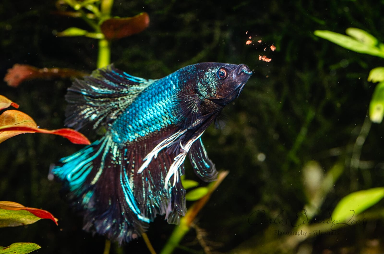 A Betta splendens taking food at the surface — surface feeding is the species' natural orientation due to the labyrinth organ.