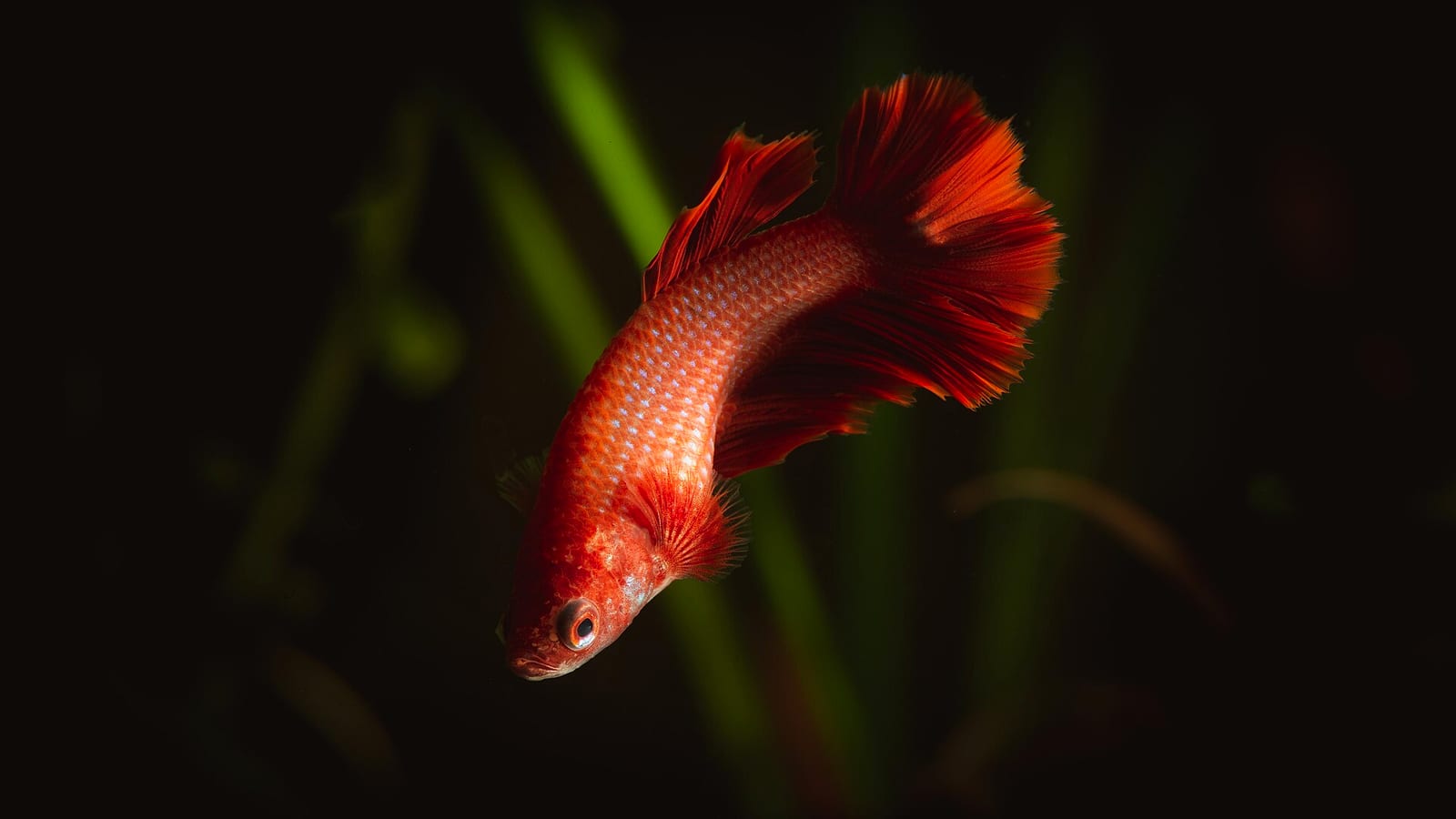 Female halfmoon Betta splendens with full, undamaged fin spread — the comparison baseline for distinguishing tear injuries from progressive rot.