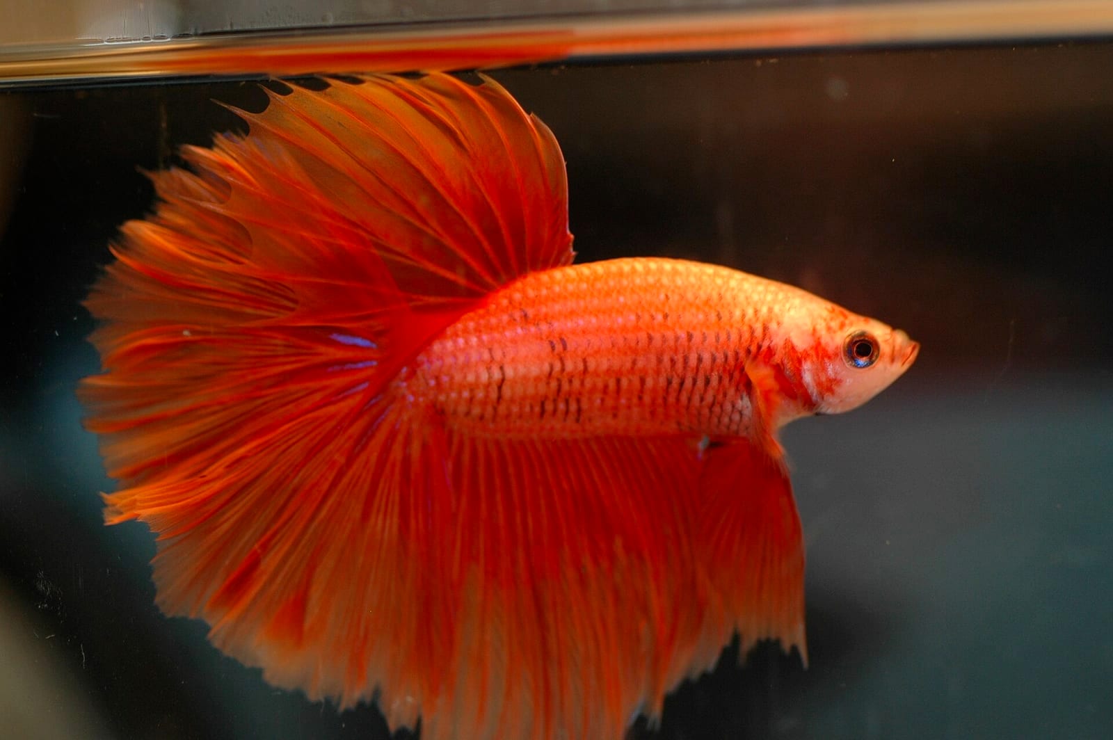A male halfmoon betta in full flare, photographed against a black backdrop.
