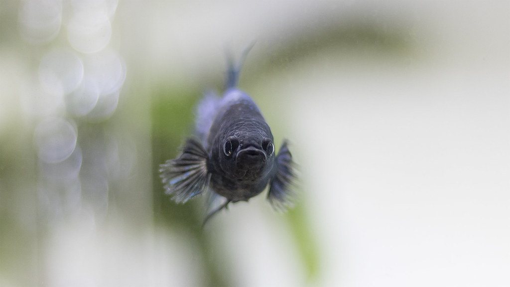 A dark betta photographed head-on, facing the camera with both pectoral fins fanned wide and the gill covers held closed, against a soft green planted background.