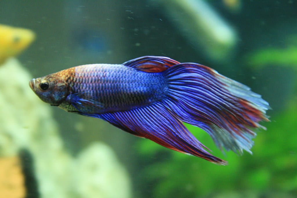 A blue and red male Betta splendens swimming in front of dense green aquarium plants under soft diffused light.