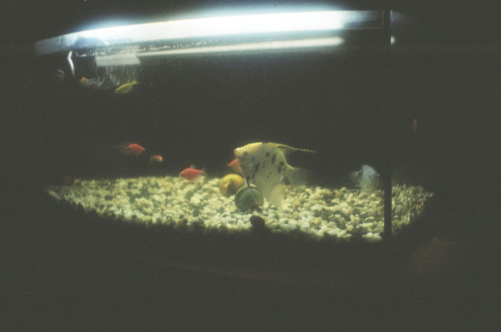 A single fluorescent tube fixture mounted above an aquarium, casting a hard band of light down onto a pale gravel bed with fish beneath it.