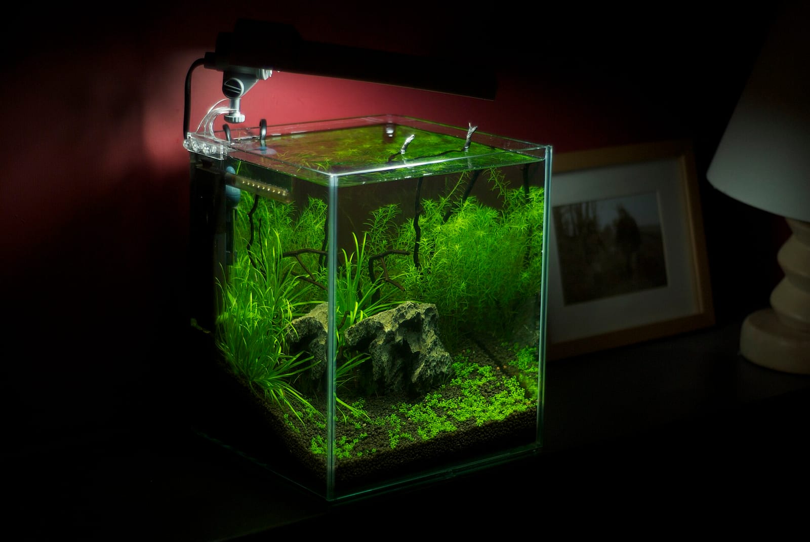 A small planted nano aquarium lit by a single clip-on fixture, glowing in an otherwise dark room beside a framed picture and a lamp.