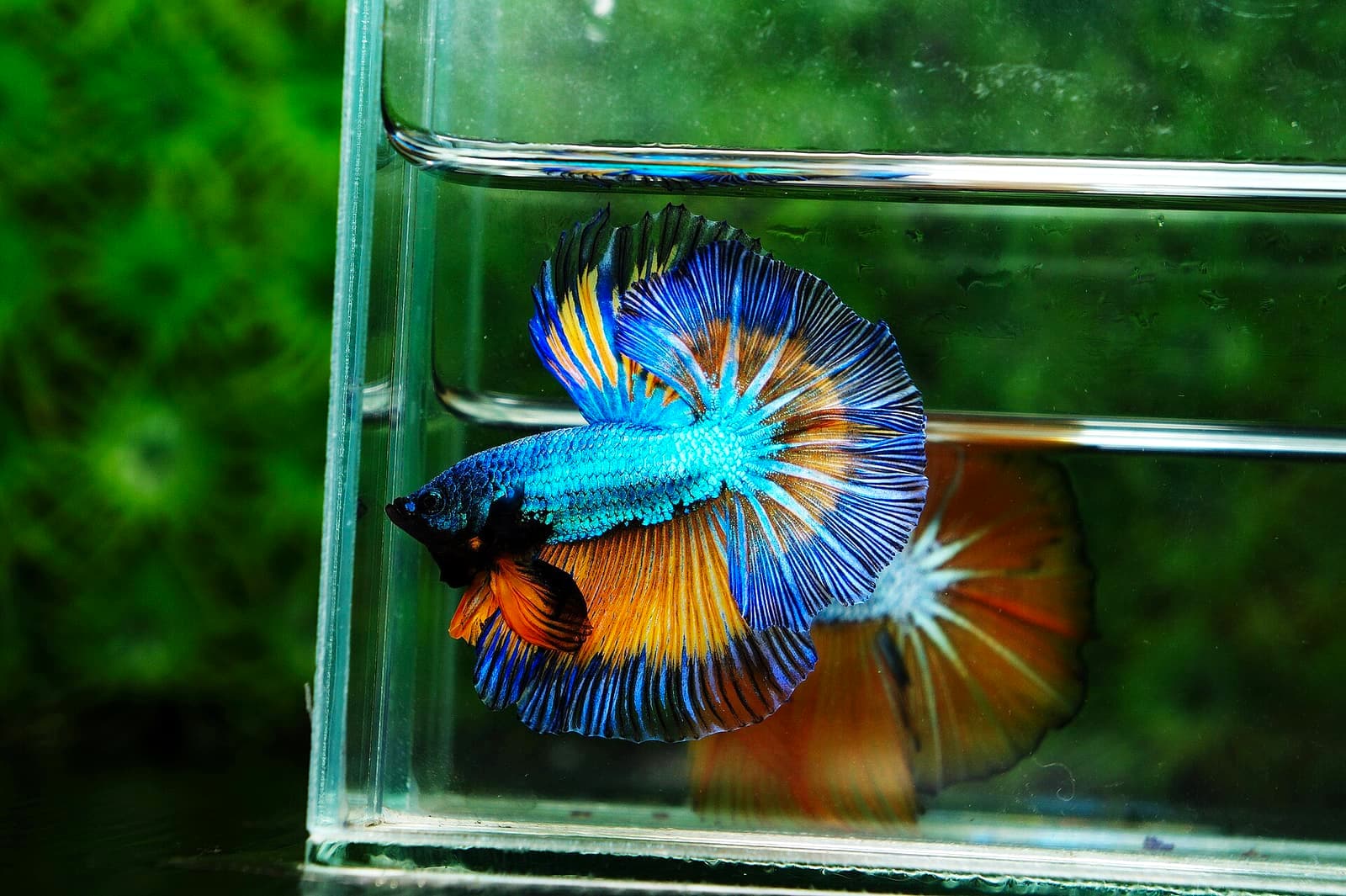 A mature, well-conditioned male Betta splendens — the body condition produced by 2-3 years of consistent water quality.