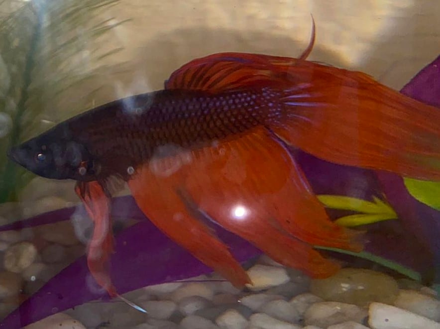 A Betta splendens watching its environment — observation is the first step in diagnosing why a betta has stopped eating.