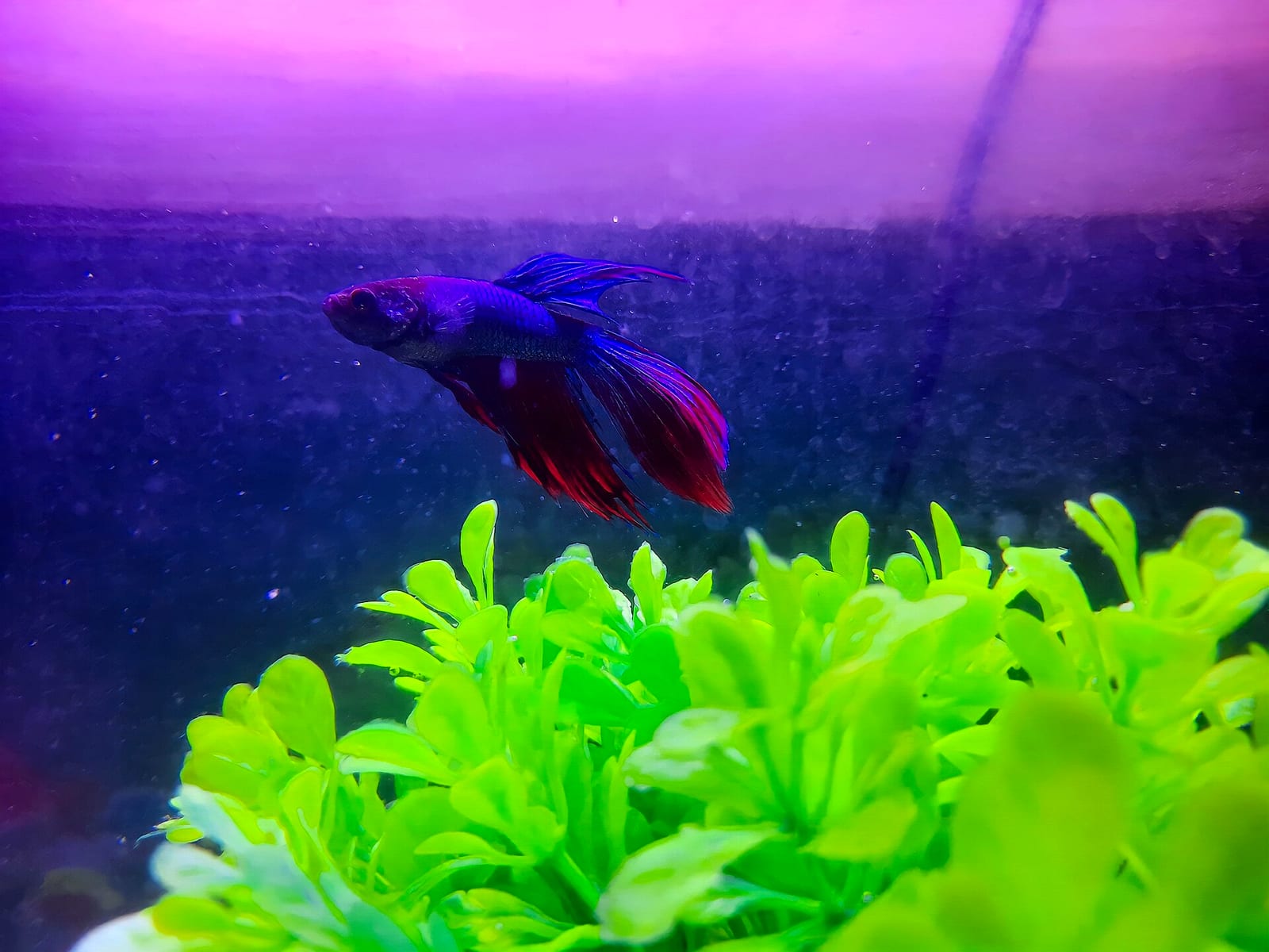 A purple veiltail Betta splendens — parameter stability (ammonia, nitrite, nitrate, pH) is what keeps color and fin quality stable over years.