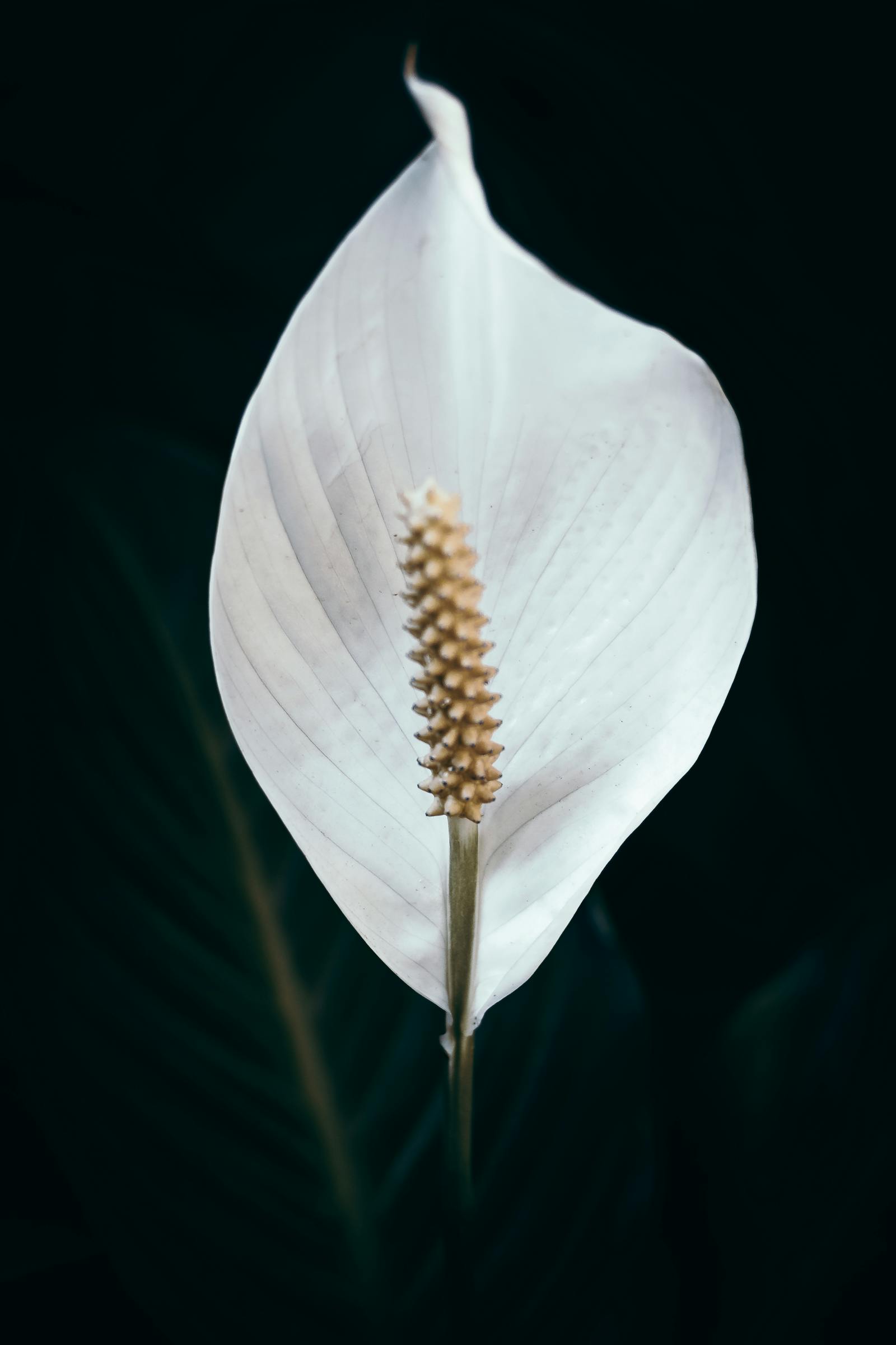 Close-up of a white peace lily (Spathiphyllum) flower against a dark background - the species marketed in the 1990s 'betta in a vase' kits.