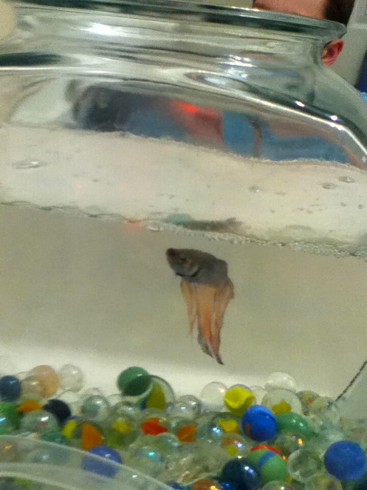 A Betta splendens in a sparsely-decorated bare-bottom tank, the standard quarantine configuration for new arrivals.