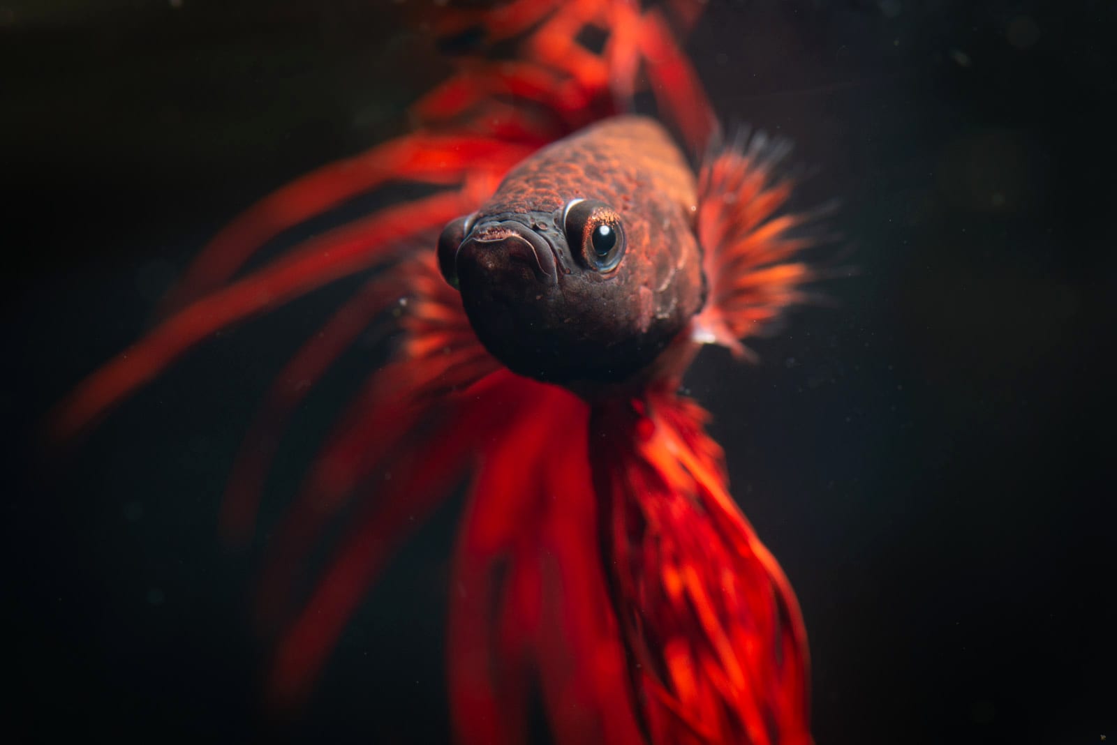 A Betta splendens resting motionless on a plant leaf, the species-typical sleep posture that often alarms first-time keepers.