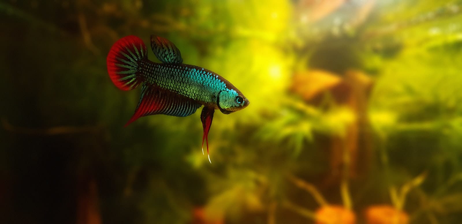 A close-up of a betta fish's face and fins in clear water.