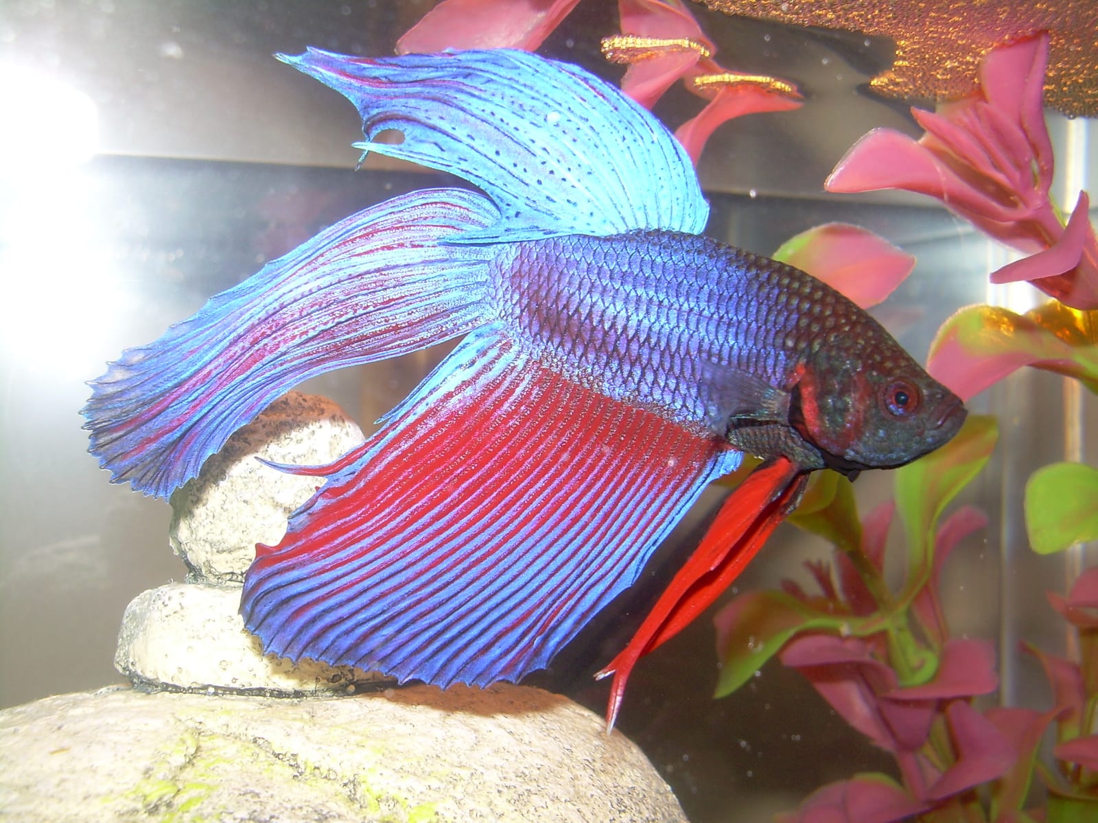 A red and blue male Betta splendens in profile against a dark background.