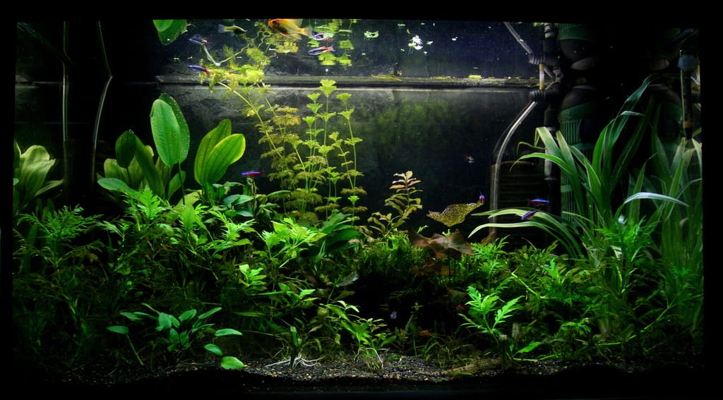 A densely planted freshwater aquarium with green aquatic vegetation, the kind of setup that cannot tolerate aquarium salt.