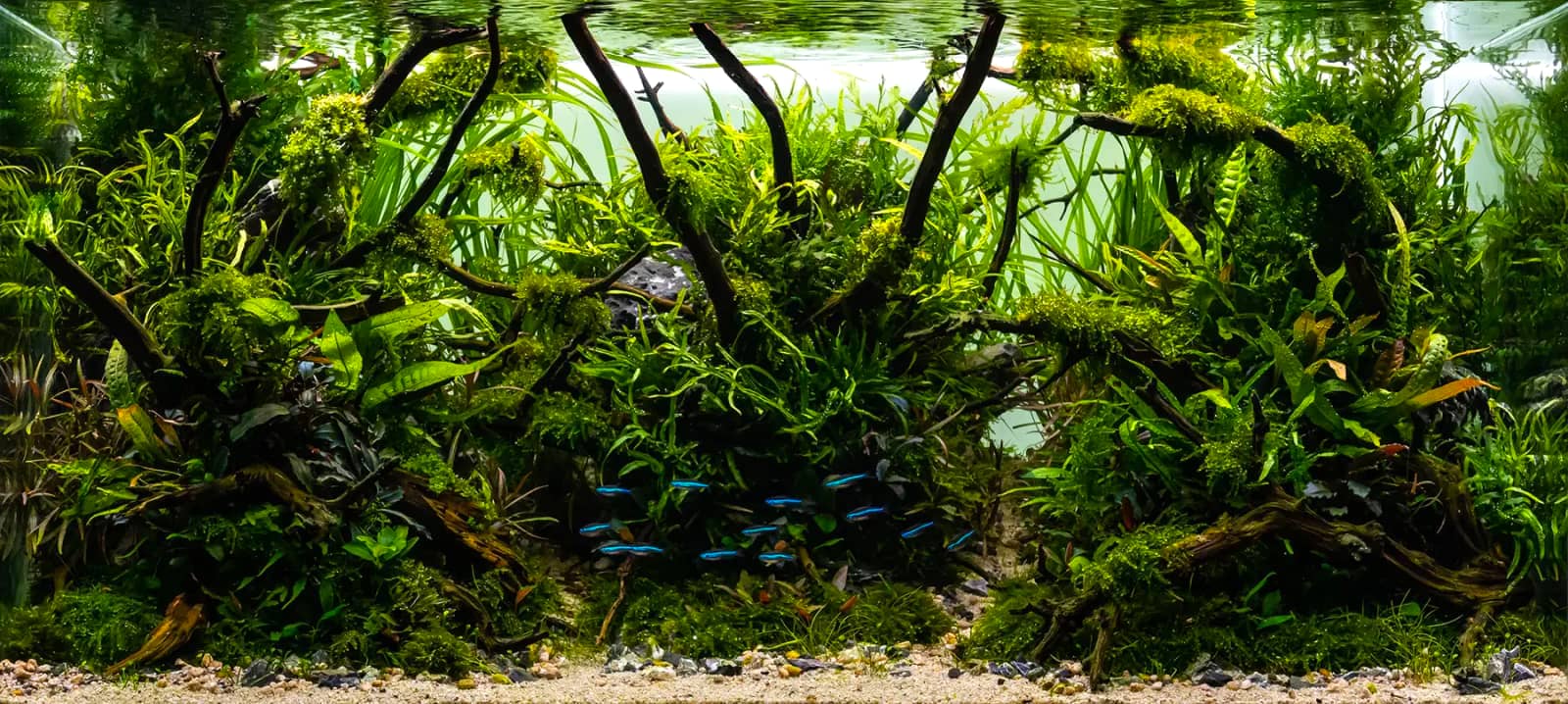 A planted Naturaquarium with java fern — the kind of single-betta setup this guide describes step-by-step.