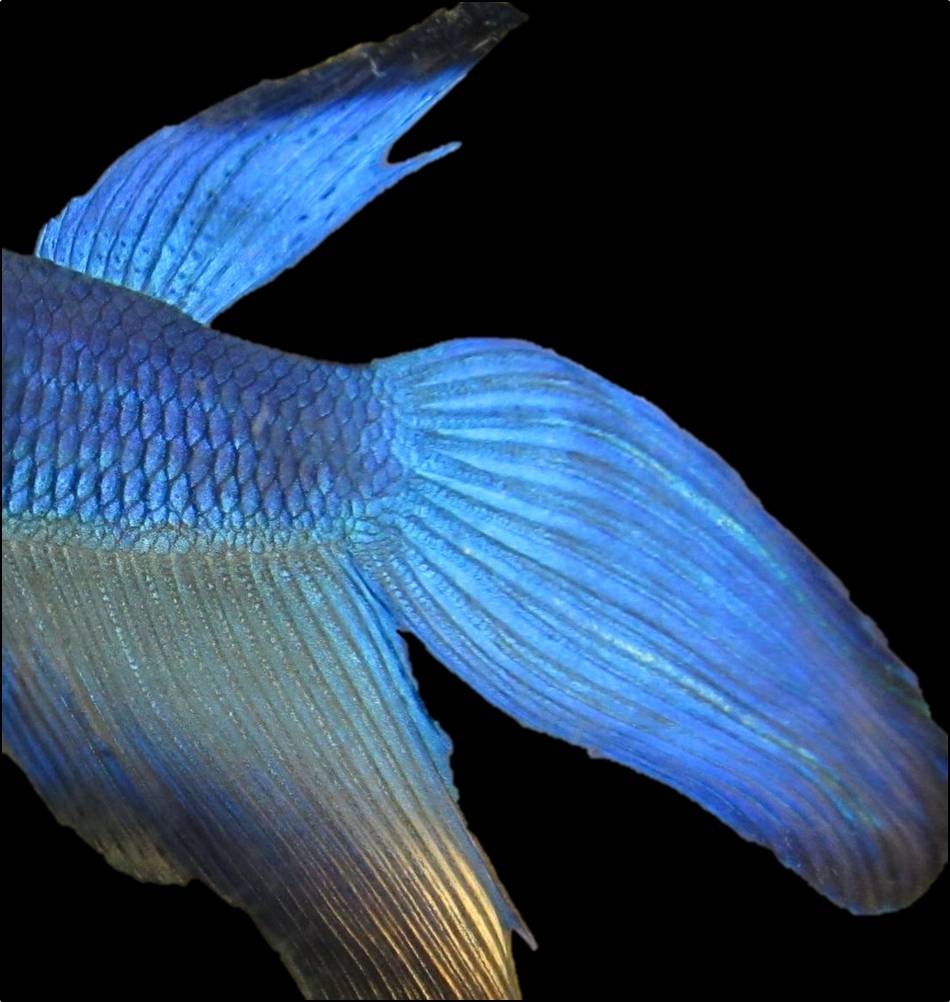 A blue veiltail betta in repose near plant cover, its fins relaxed and body angled in the characteristic resting posture.