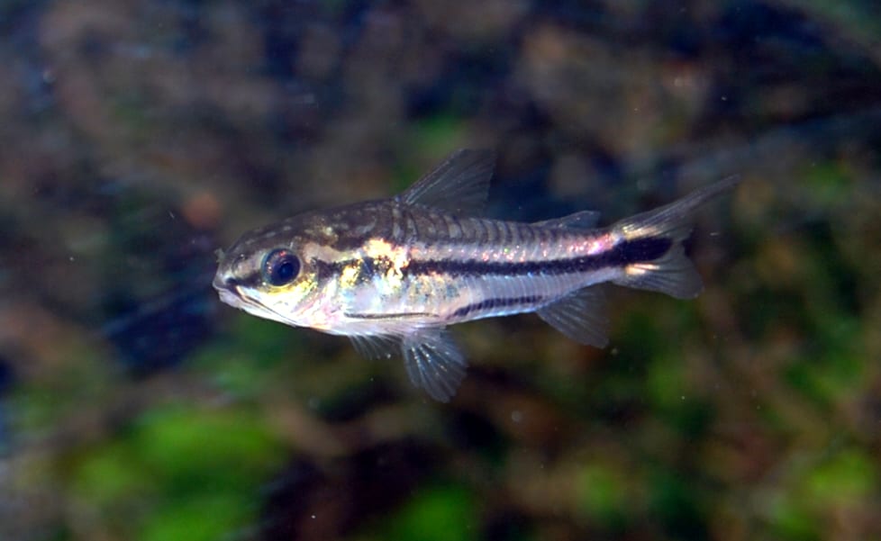 A pygmy corydoras (Corydoras pygmaeus) - a one-inch peaceful schooling catfish often kept with bettas in tanks twenty gallons and larger.