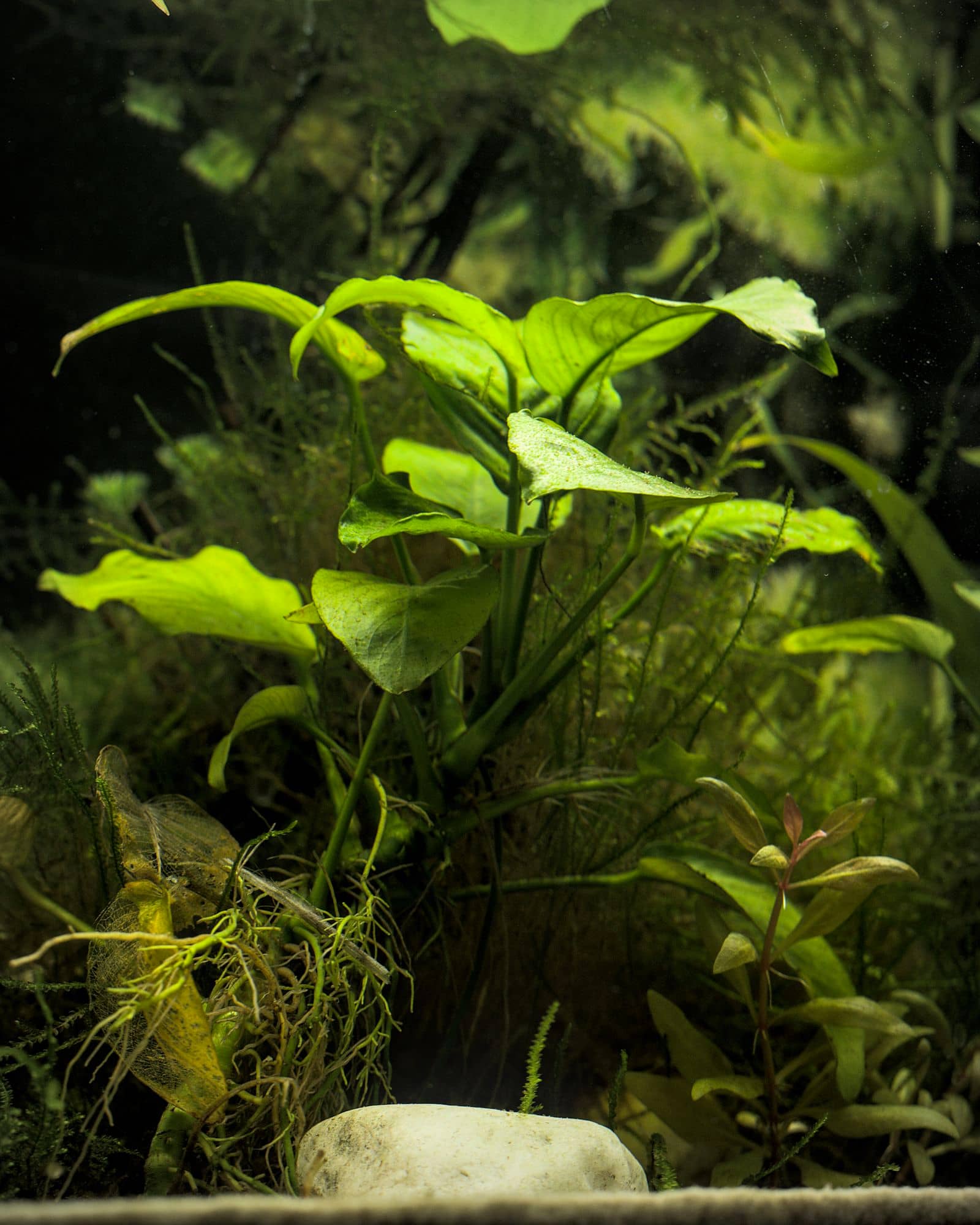 Dense green aquarium plants filling the frame under aquarium lighting, forming layered cover through the water column.