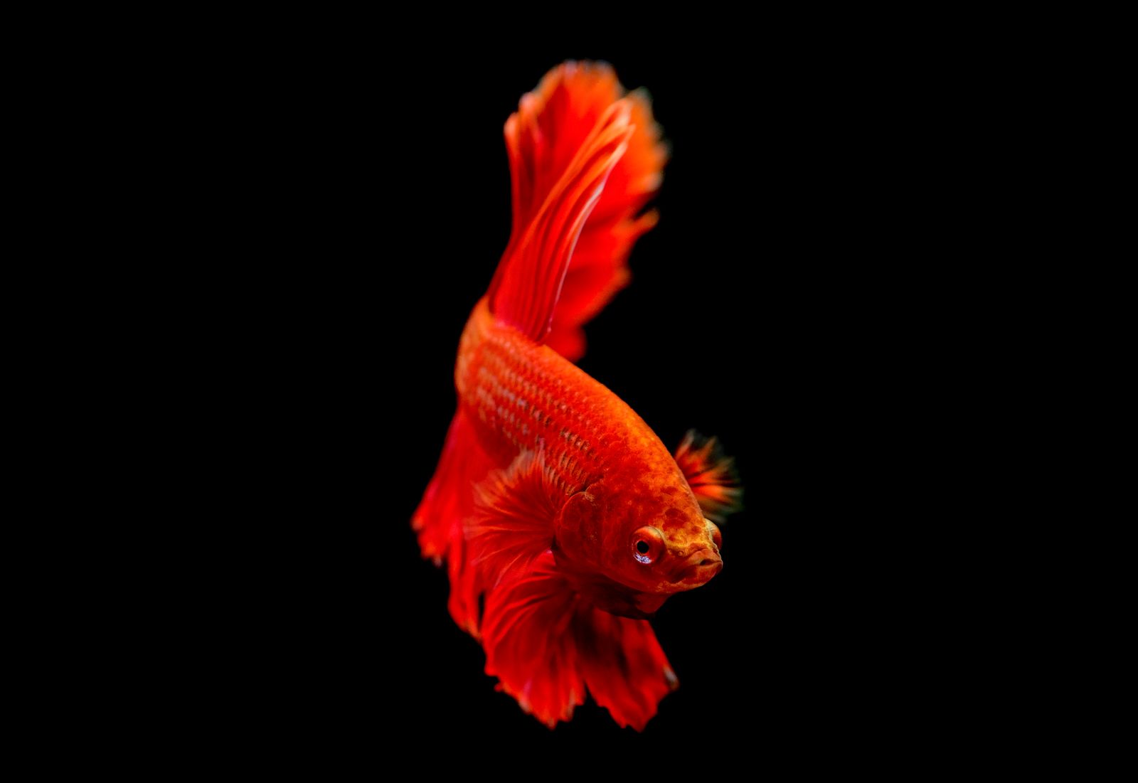 A red male betta caught mid-turn against a black background, body flexed and fins streaming behind it.