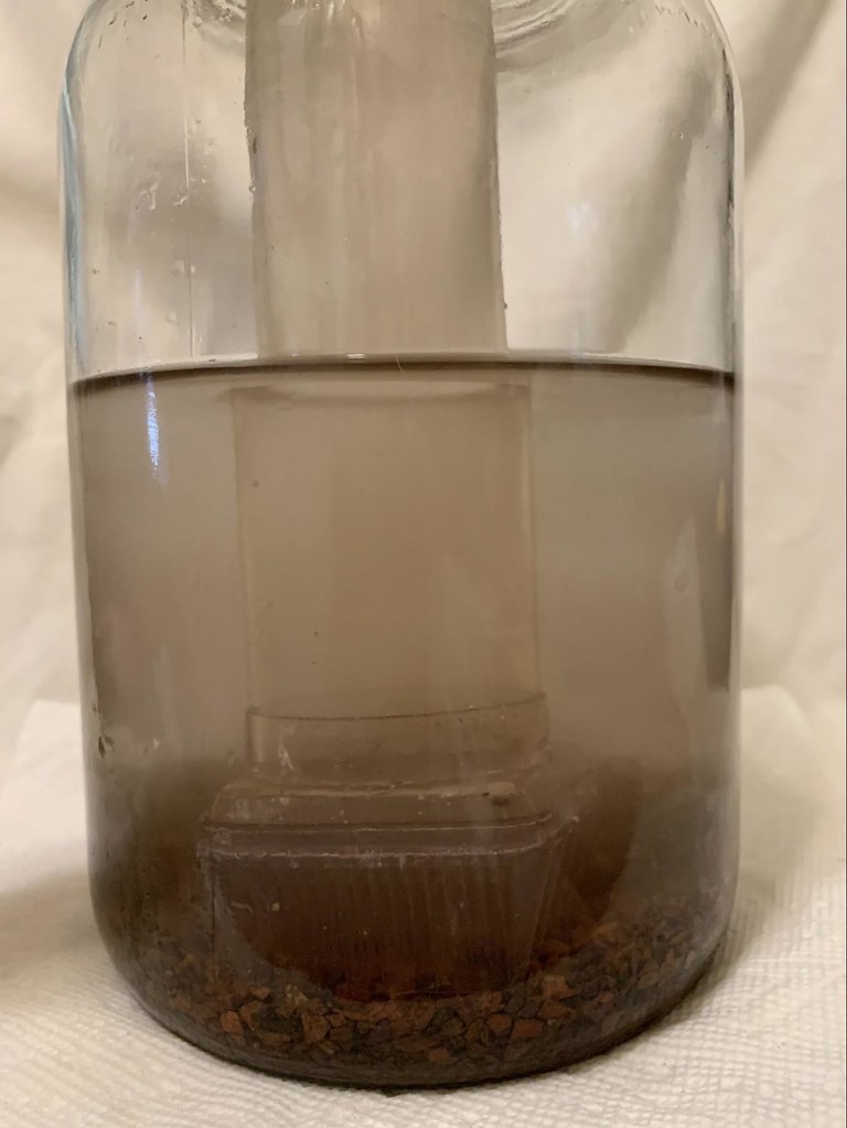 A clear gravel vacuum tube standing in an aquarium, its barrel full of cloudy brown water lifted out of the substrate below.
