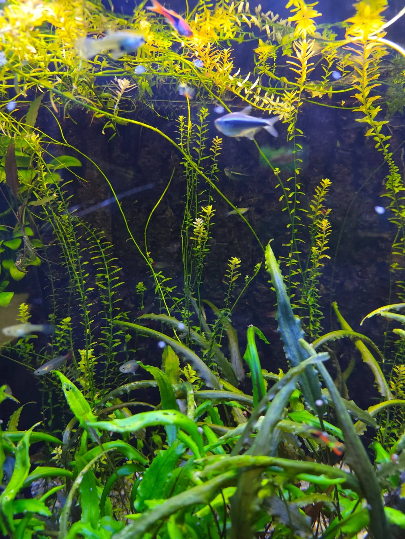 A densely planted freshwater aquarium with tall green stem plants and small fish moving among them, lit from above.