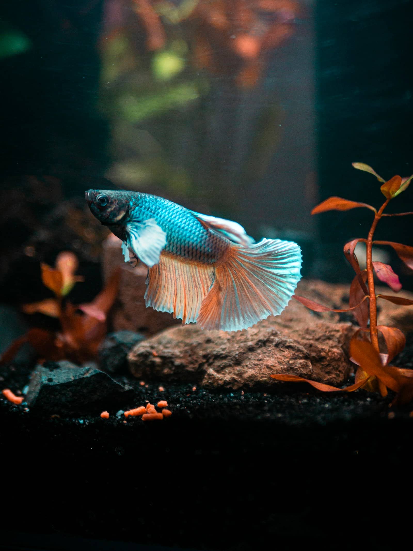 A pale turquoise and white male betta hovering beside a rock in a planted aquarium with red stem plants and dark substrate.