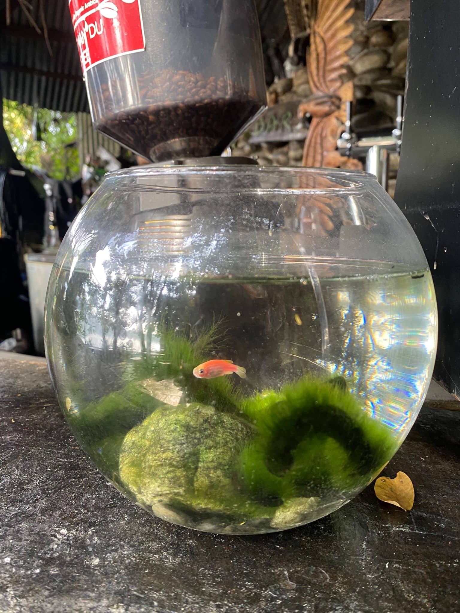 A round glass fishbowl of clear water on a kitchen counter, holding two green moss balls and one small red fish.