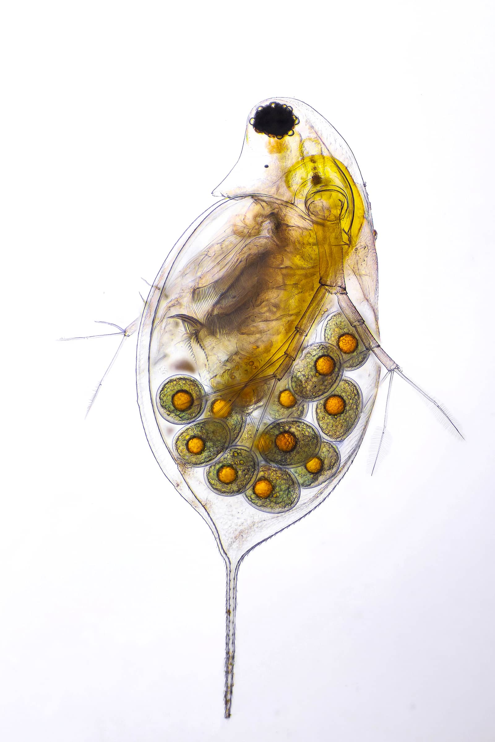 High-magnification microscopy of a live Daphnia water flea, showing translucent carapace, compound eye, and developing embryo visible inside the brood pocket.