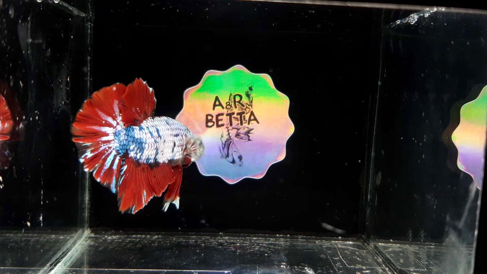A male Betta splendens — at end-stage disease, humane clove-oil euthanasia is the appropriate intervention.