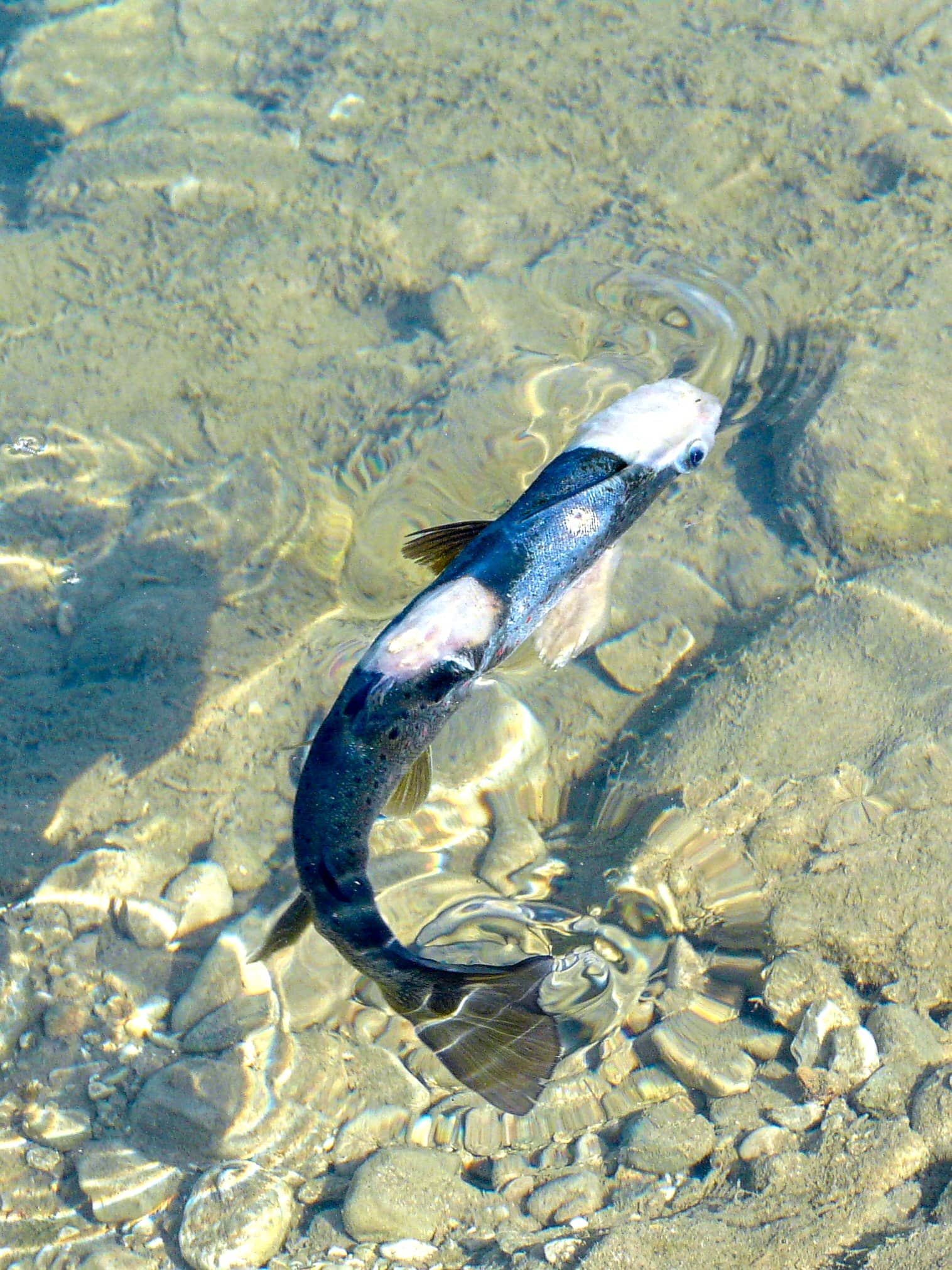 A trout with a large patch of cotton-wool-like white Saprolegnia fungal growth covering the side of its body and dorsal fin, photographed in Upper Bavaria.