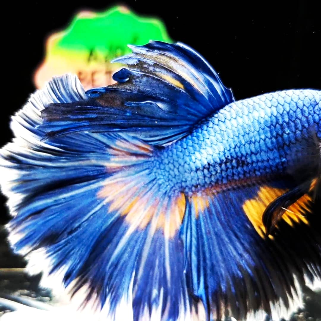 Reference photograph of a healthy halfmoon betta — the visual baseline against which symptoms are read.