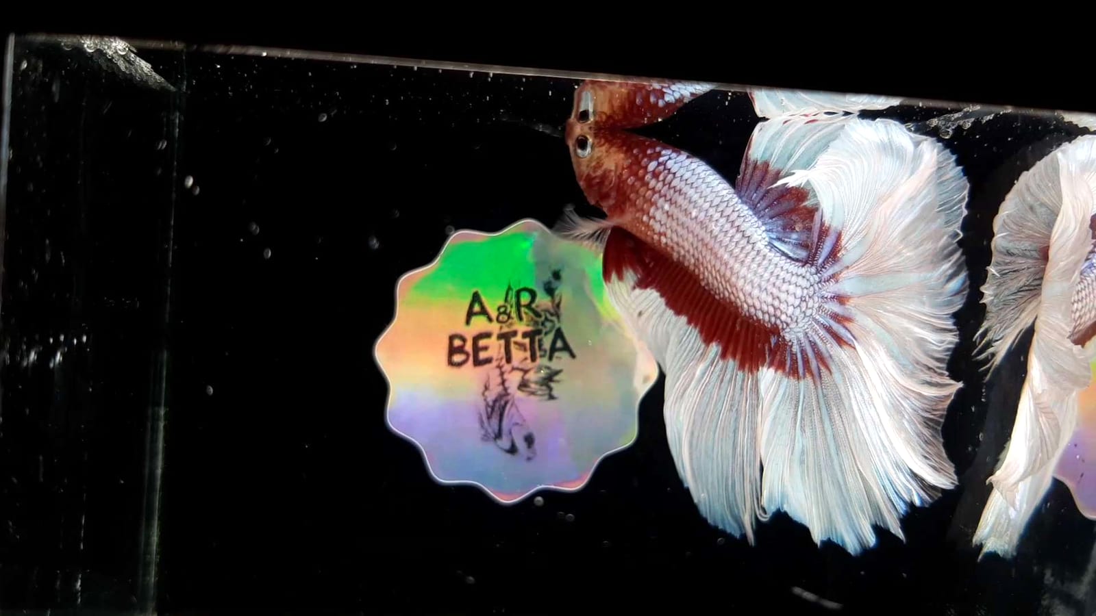 A male Betta splendens — hole-in-head presents as pitting on the forehead, associated with Hexamita and poor water quality.
