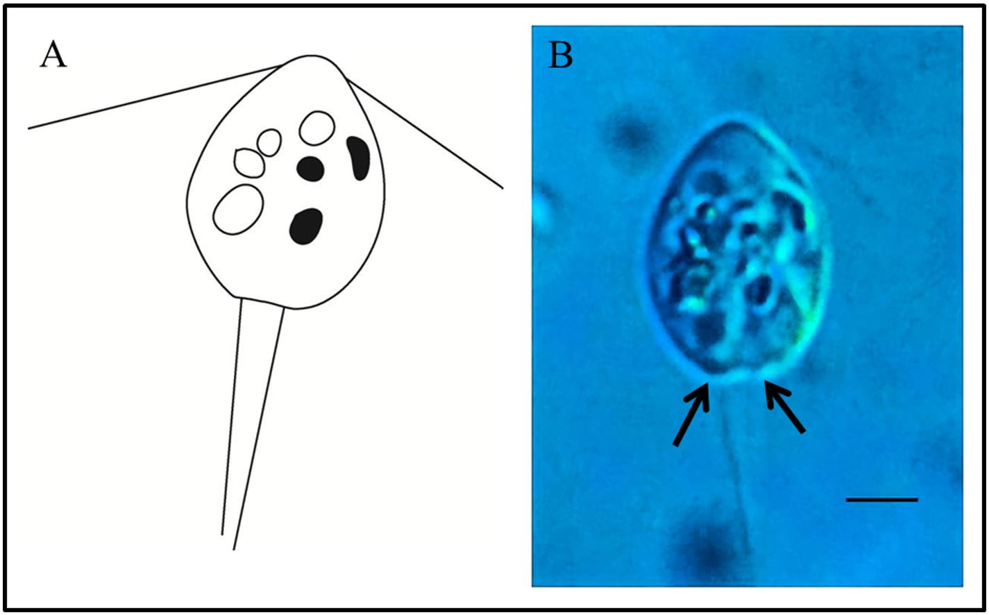 Two-panel scientific figure showing Hexamita inflata: a schematic of the flagellated protozoan with eight flagella and paired nuclei, alongside a light microscopy photograph. Scale bar 5 micrometers.