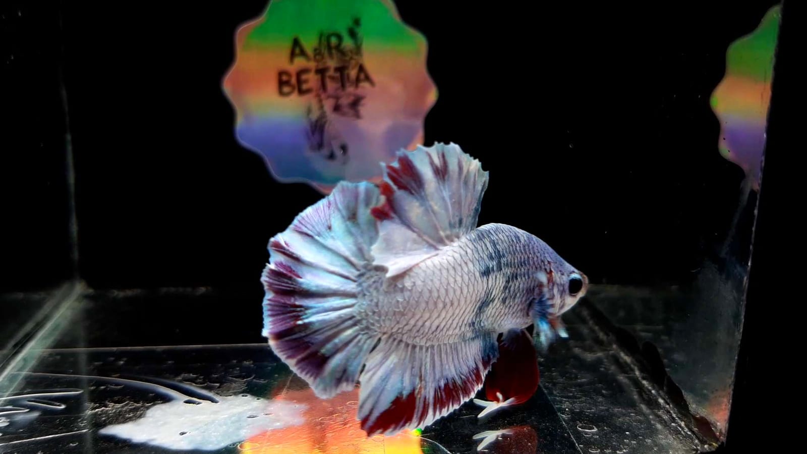 A male Betta splendens — ich (Ichthyophthirius multifiliis) presents as discrete white salt-grain spots across body and fins.