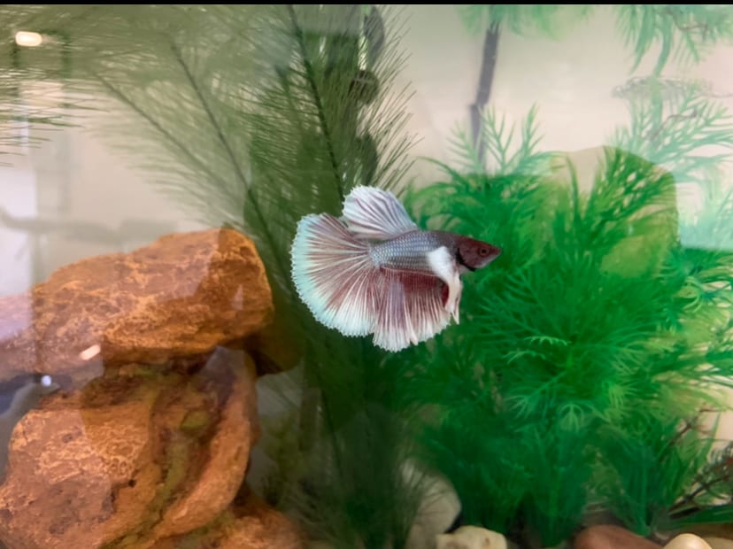 A Betta splendens — popeye is unilateral or bilateral protrusion of one or both eyes, distinct from normal eye geometry.