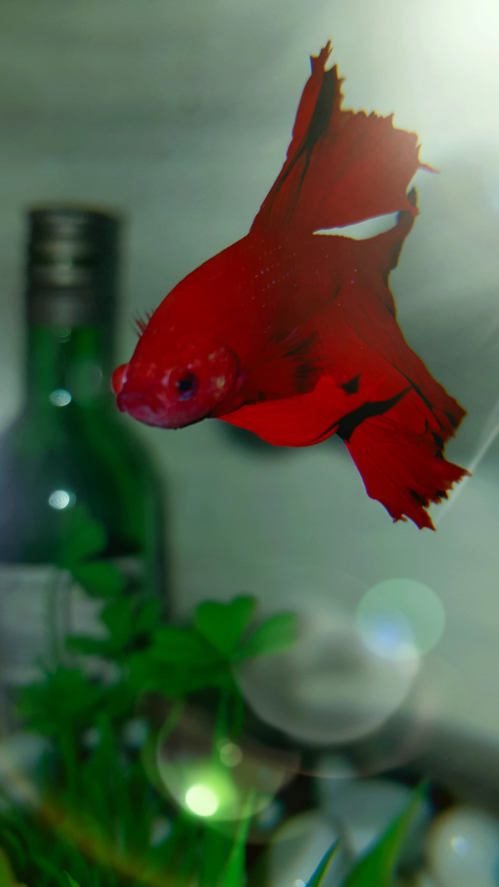 A fiery red male Betta splendens — septicemia shows as red streaks in fins distinct from genetic red coloration.
