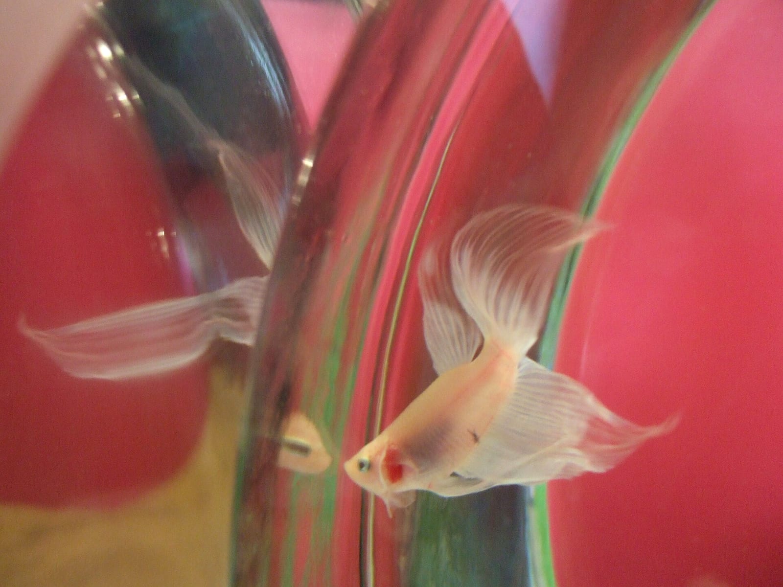 A male Siamese fighting fish in a small round bowl, flaring its gills and fanning its caudal fin aggressively at its own reflection in a mirror.