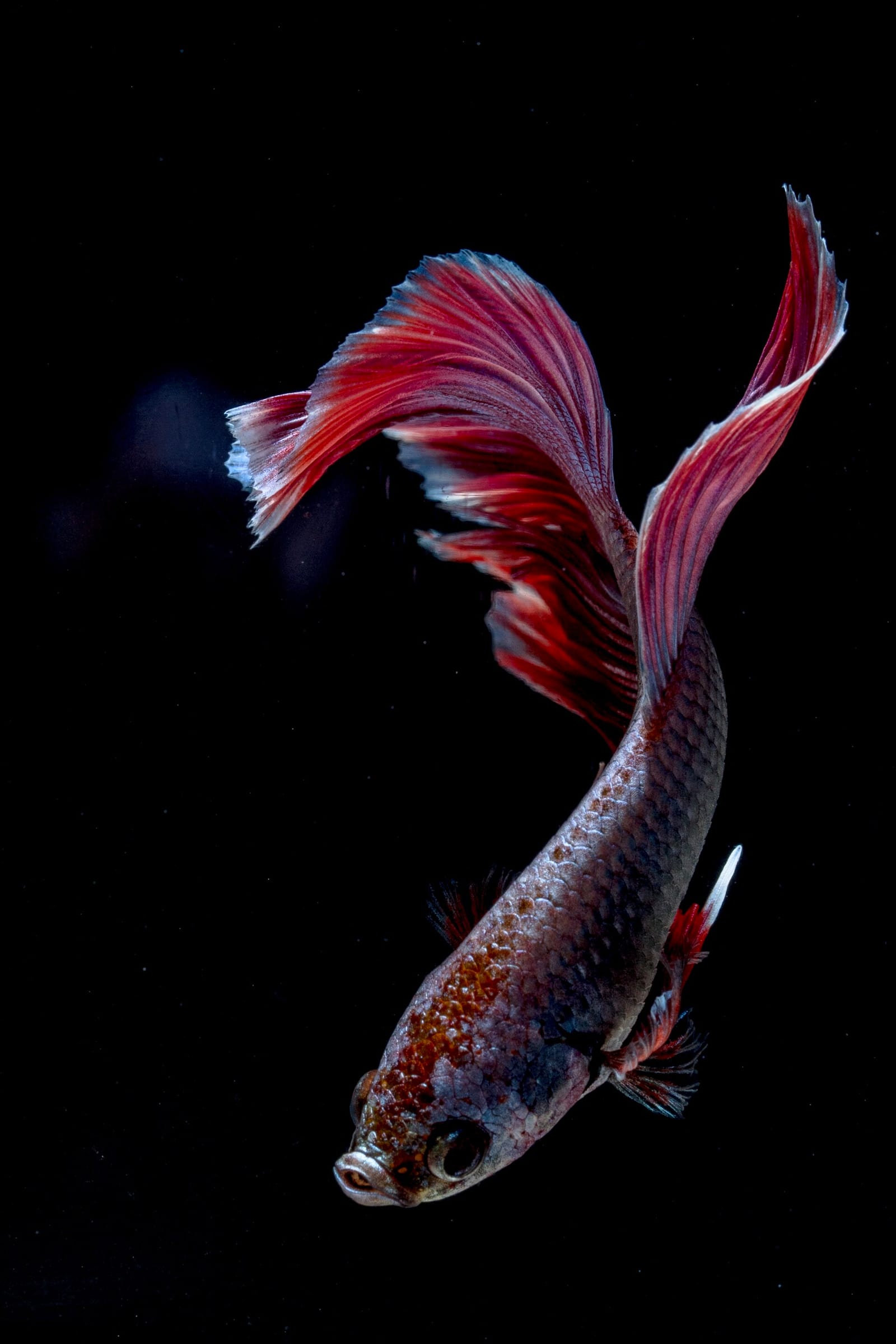 A male Betta splendens with extended fins — heavy-finned strains under stress are prone to self-inflicted tail damage that mimics fin rot.