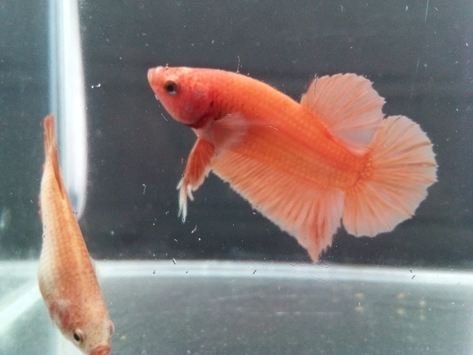 An orange Betta splendens — velvet (Piscinoodinium) shows as fine gold or rust dust across the body, visible under angled light.