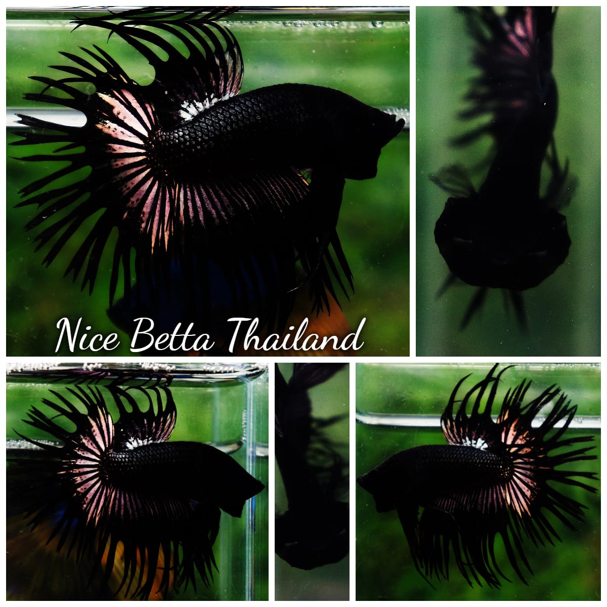 A crowntail Super Black Orchid Betta splendens — black melano is a sterile-female genotype that produces deep matte black coloration.