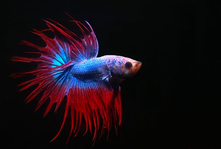 A crowntail male Betta splendens showing the extended fin ray morphology produced by the recessive crowntail allele.