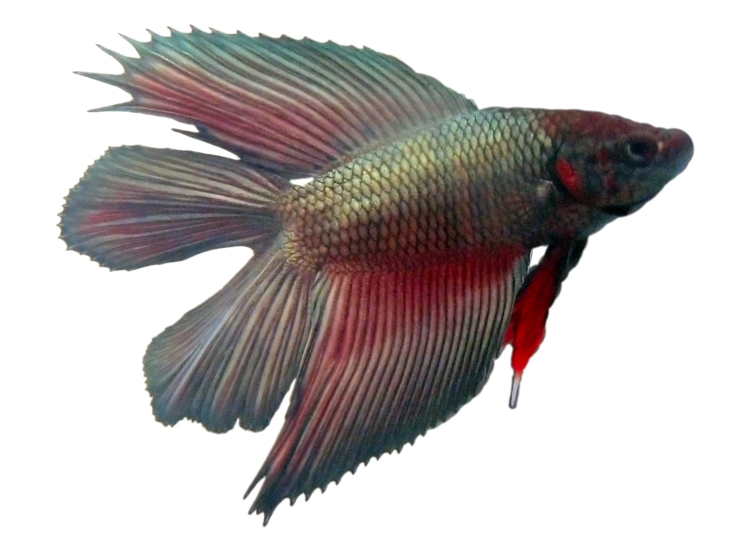 A doubletail male Betta splendens — fin types are determined by single-locus alleles plus modifier genes that build out caudal ray geometry.