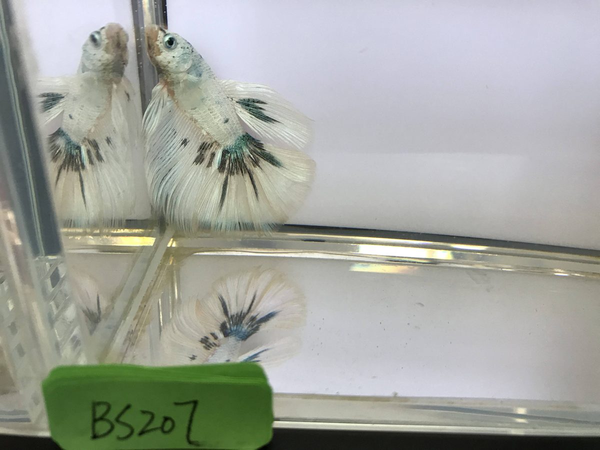 A white betta with irregular dark green and black flecks scattered across the head, body and the webbing of the dorsal and caudal fins, photographed in a shallow clear tank.