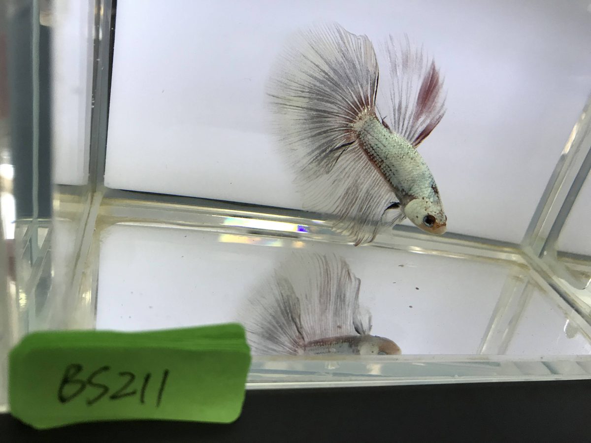 A pale silver halfmoon betta photographed side-on against a plain white backdrop in a shallow clear tank, caudal fin opened into a wide unbroken fan with the webbing intact between the rays.