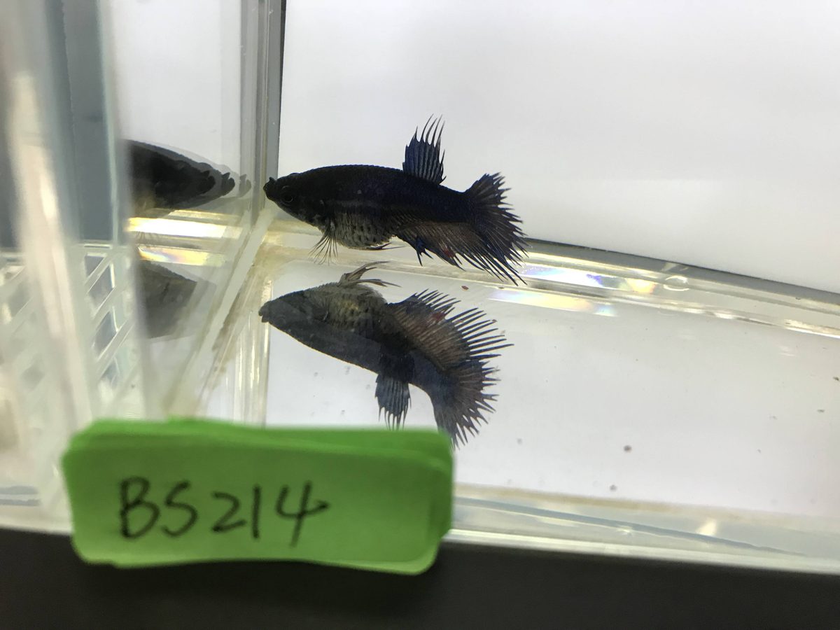 A dark blue-black crowntail betta displaying in a shallow clear tank, the caudal, dorsal and anal fin rays each projecting past the webbing into separate points, with the fish mirrored in the water surface below.