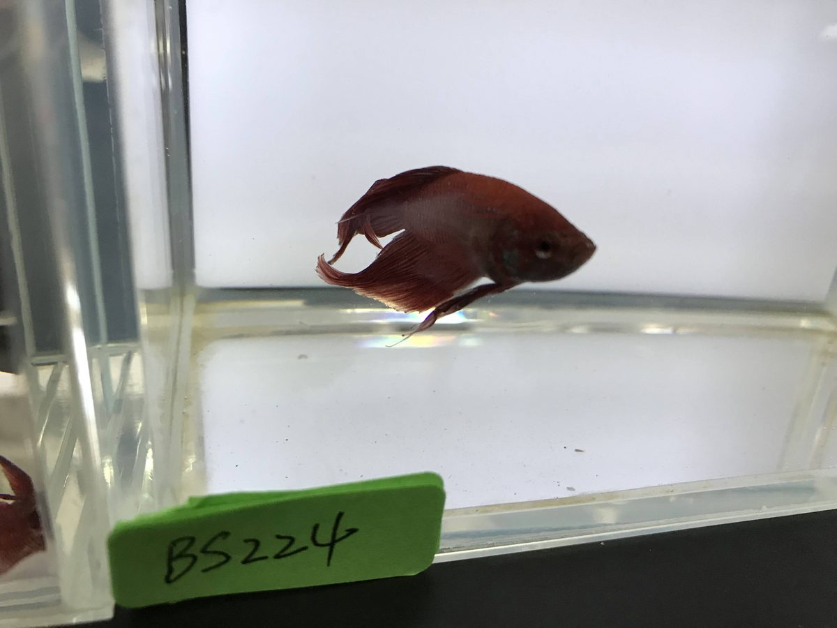 A short-finned red betta photographed flat side-on against a plain white backdrop, the small clear pectoral fin visible against the body wall behind the gill cover.