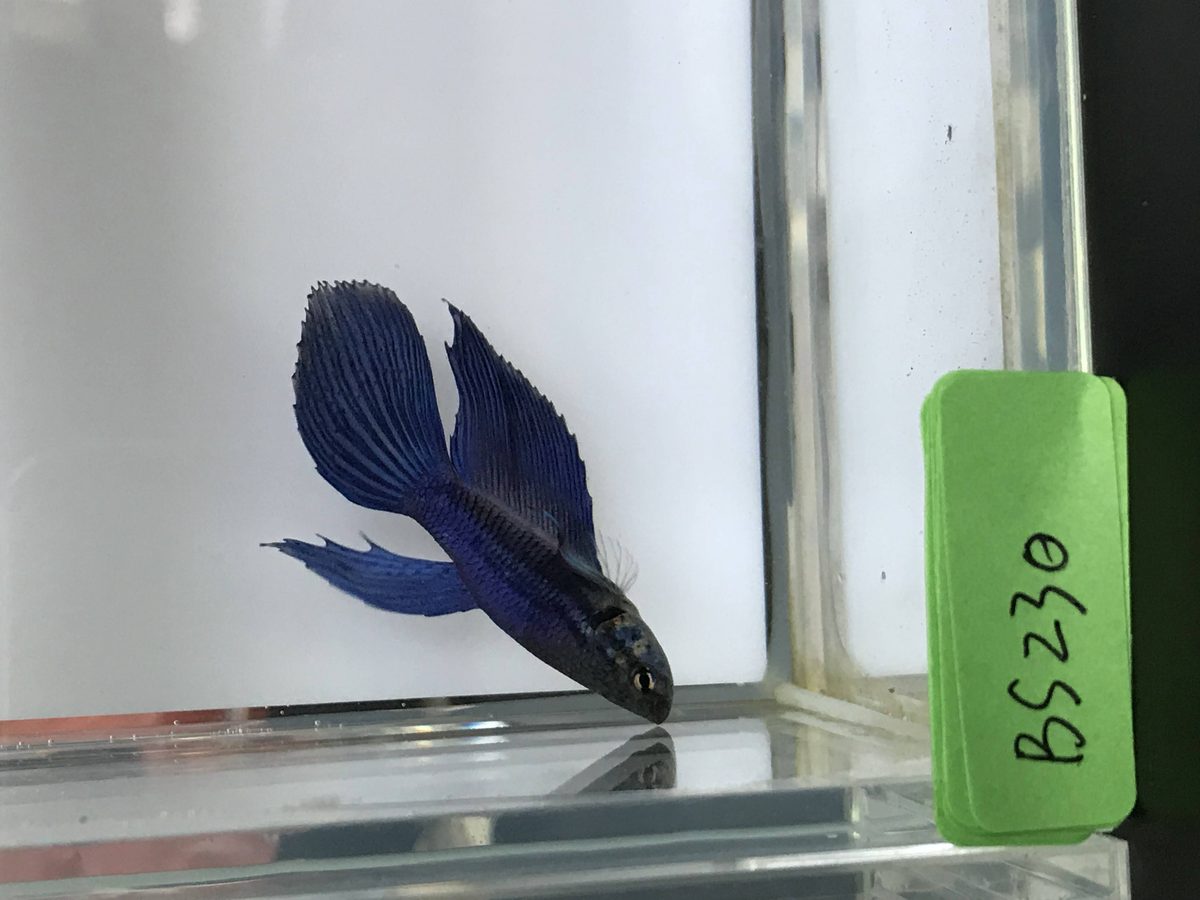 A royal blue betta photographed side-on in a shallow clear tank under diffuse light, the iridescent blue running evenly across the body and into every fin with no pattern breaking through.
