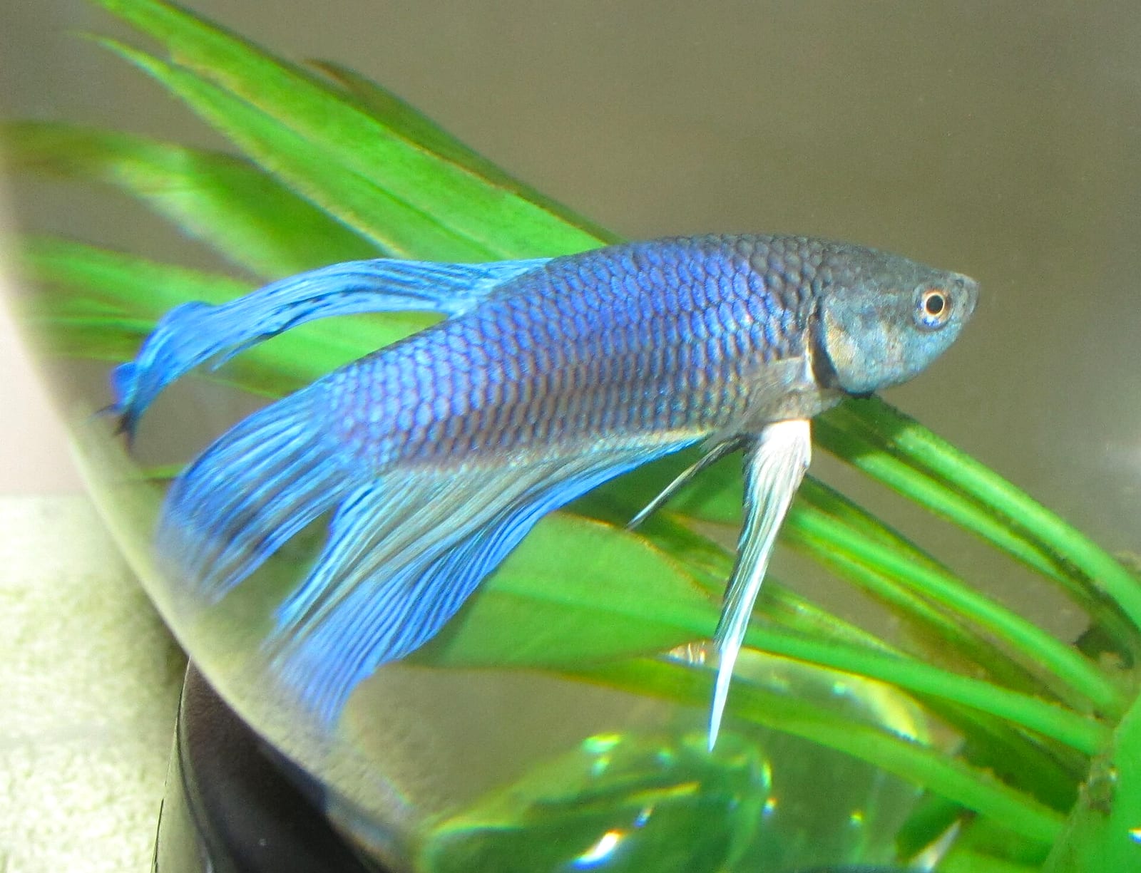 A male betta with deep iridescent blue body and trailing blue fins photographed in profile.
