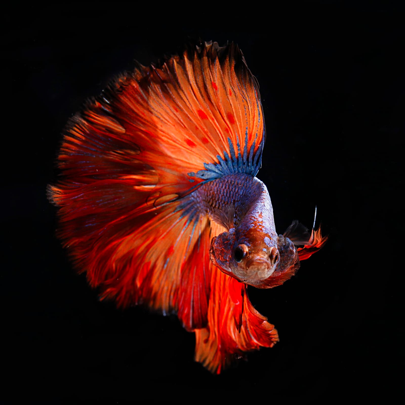 Brilliant iridescent blue Betta splendens — structural color from iridophores layered over base pigment cells.