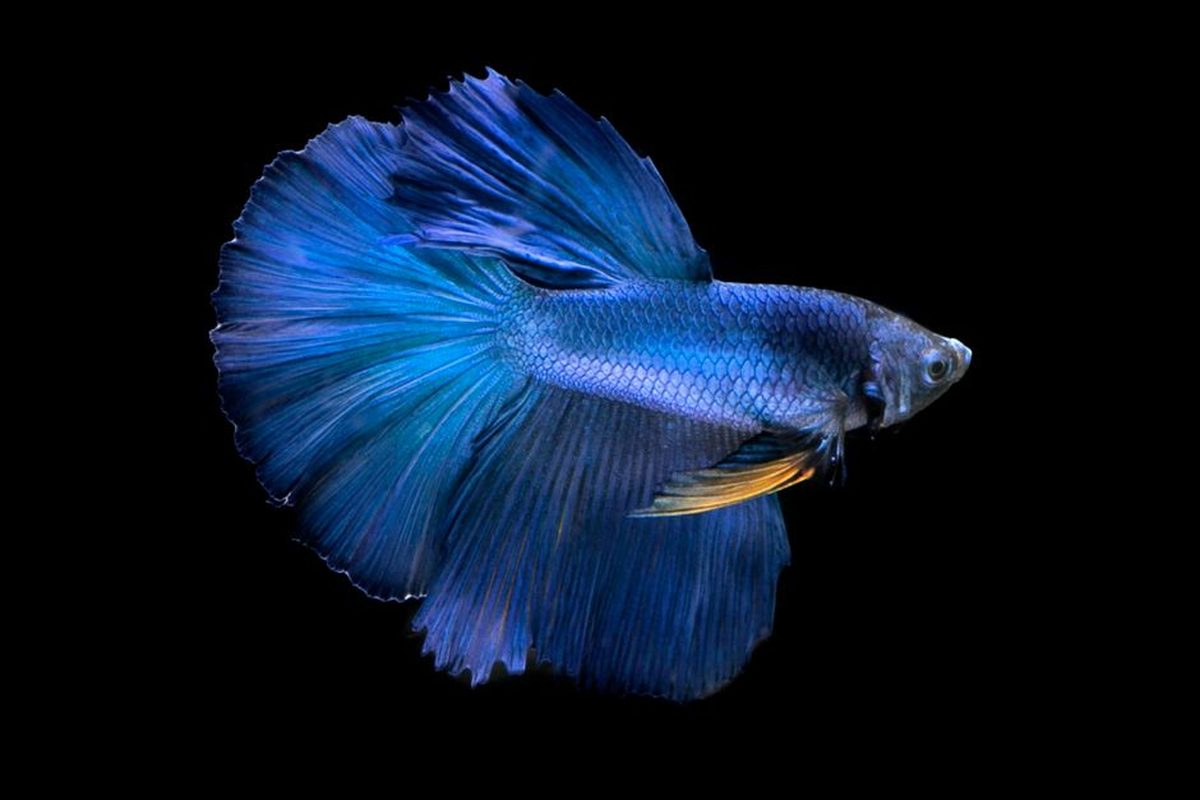 A royal blue betta lit from one side against a black background, the blue burning brightest along the upper flank and falling away to near black through the lower body and fins.
