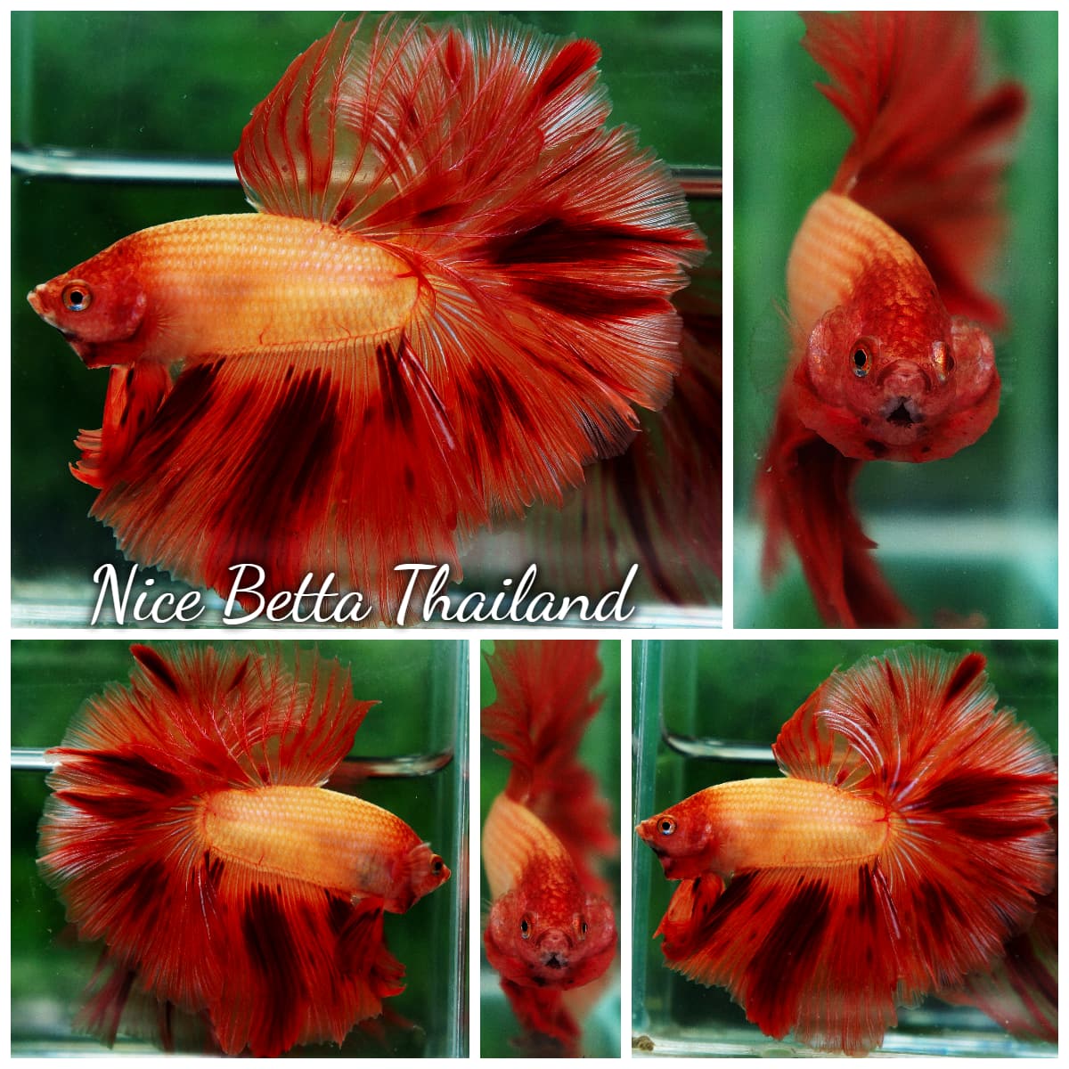 An Armageddon Meteor over-halfmoon Betta splendens with marble pattern — Kit Ligand A transposable element creates the unstable color shift.